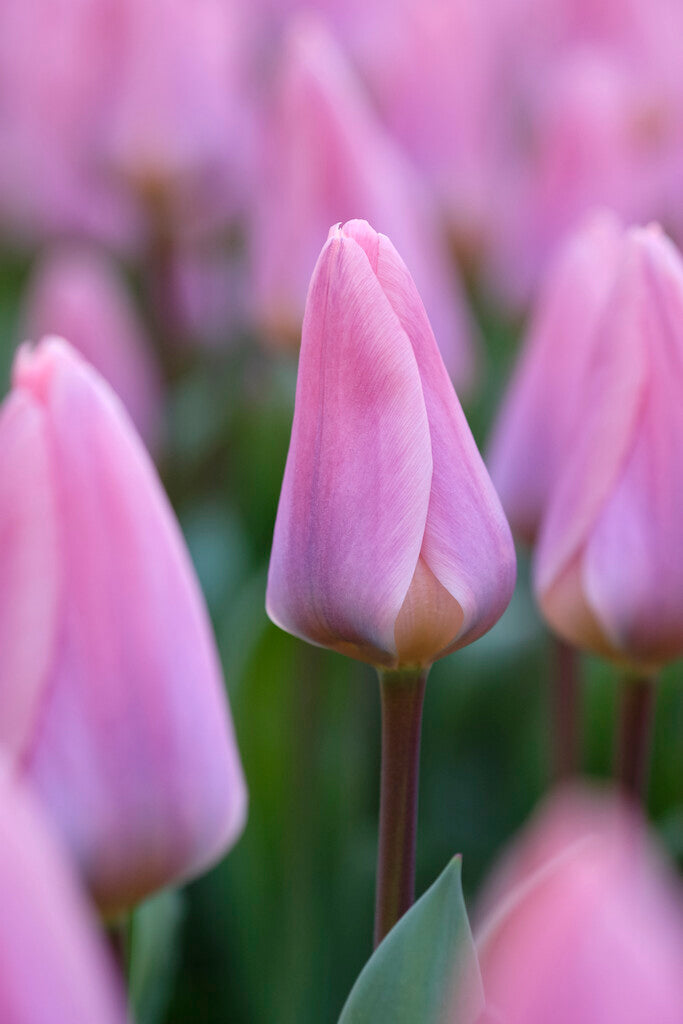 Tulipa Light And Dreamy