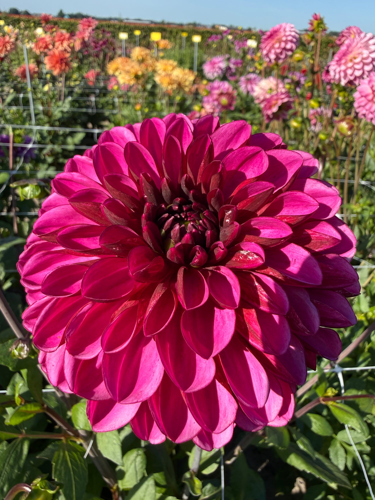 Dahlia Lilac Bull