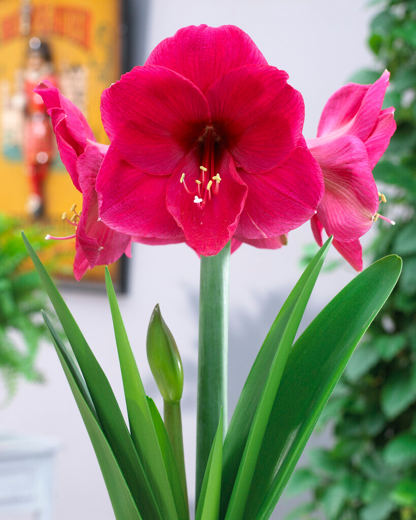 Amaryllis Lilac Favourite