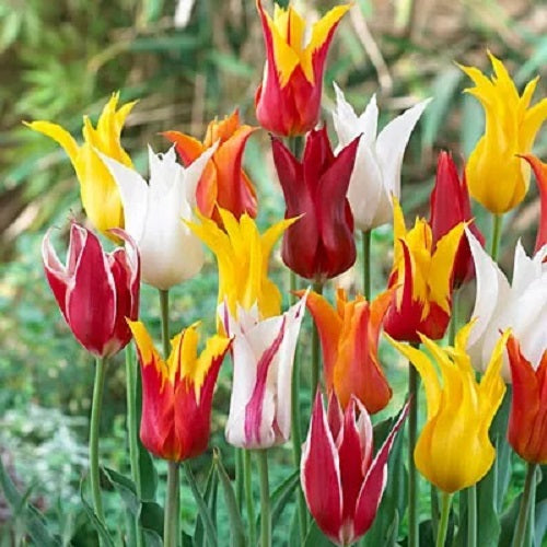 Tulipa Lily Flowered Mix