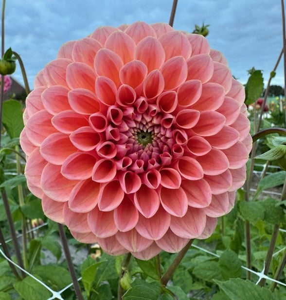 Dahlia Linda's Baby