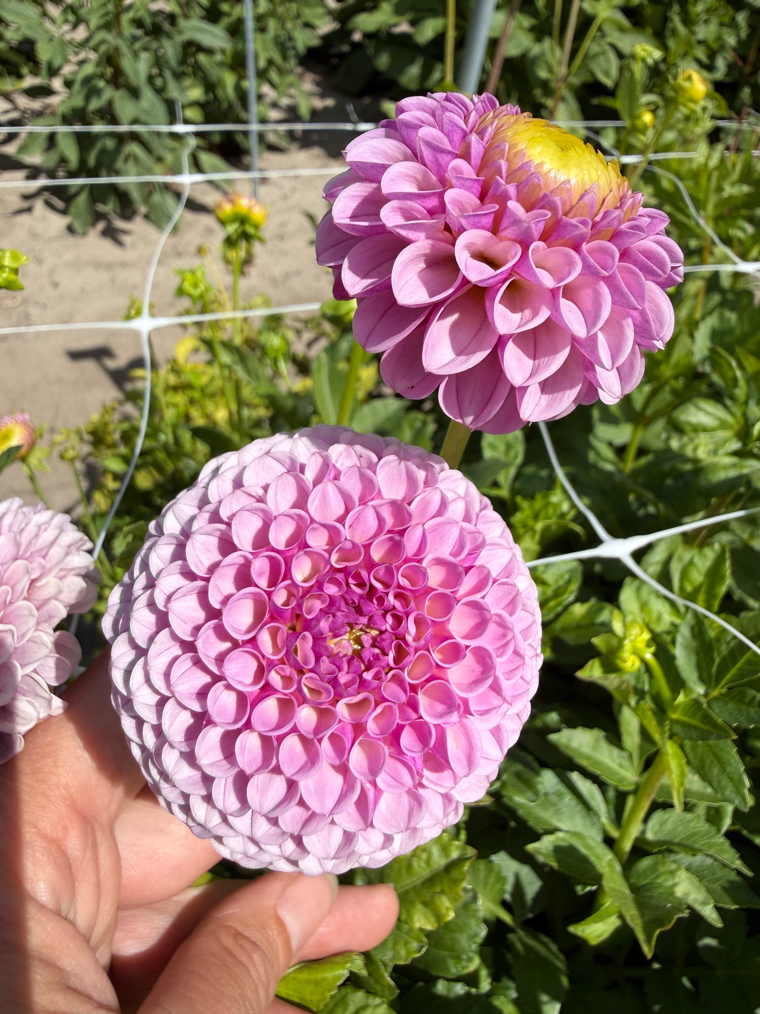 Dahlia Lipoma