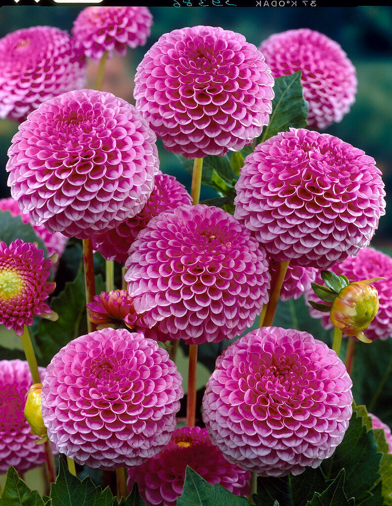 Dahlia Lipoma