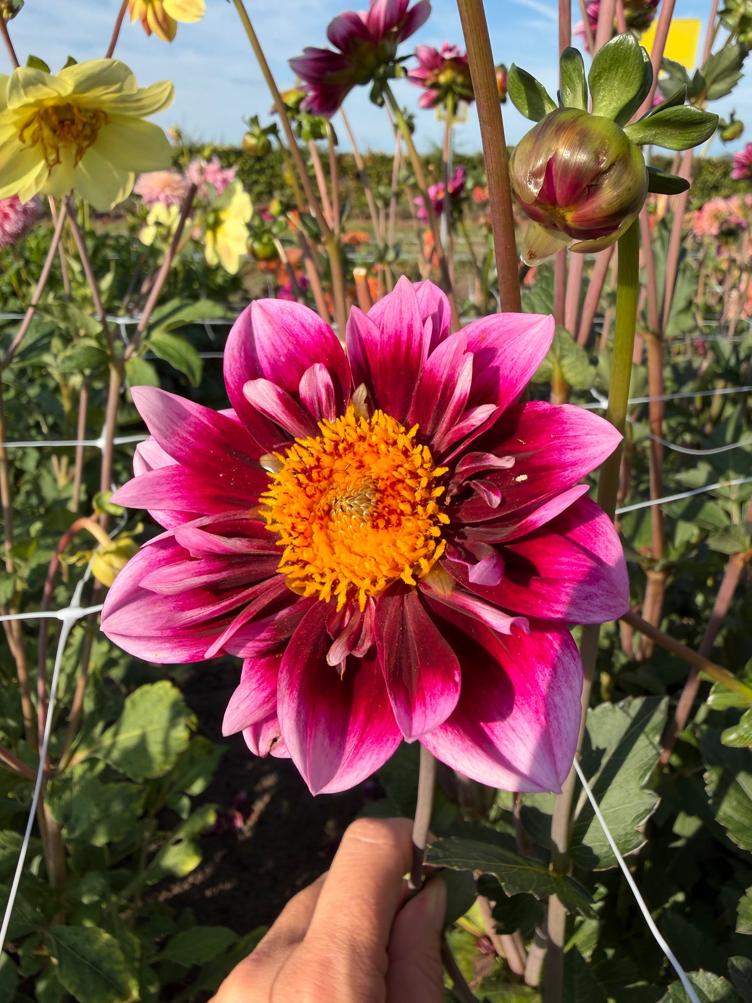 Dahlia Liquid Desire