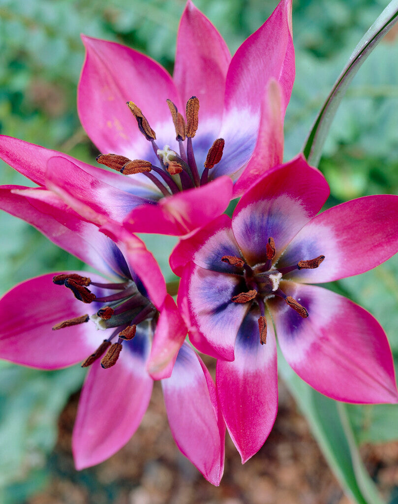Tulipa Little Beauty