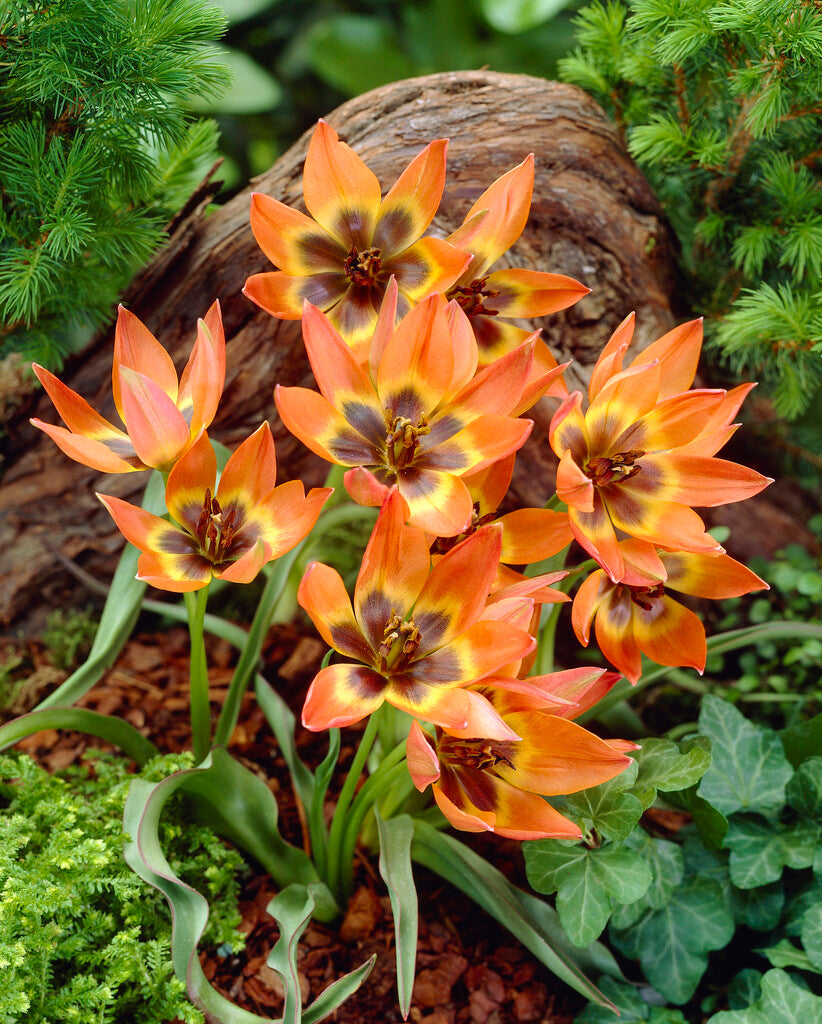 Tulipa Little Princess