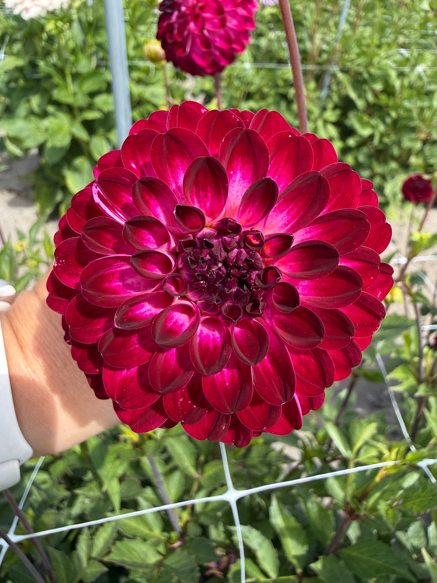 Dahlia 'Little Robert'