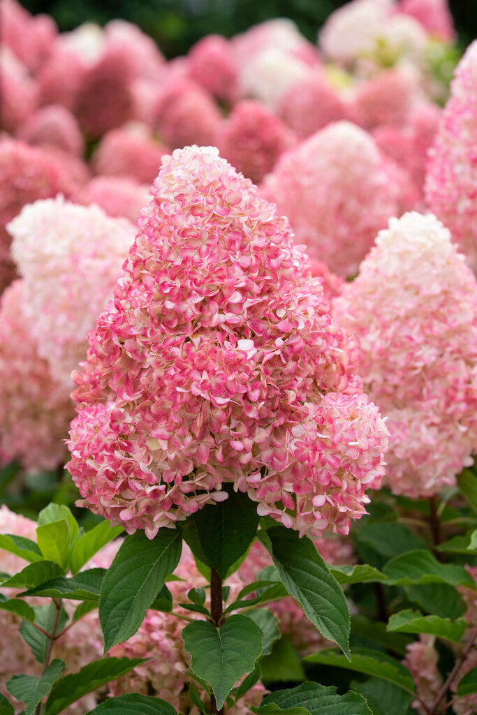 Hydrangea paniculata Living Pink & Rose