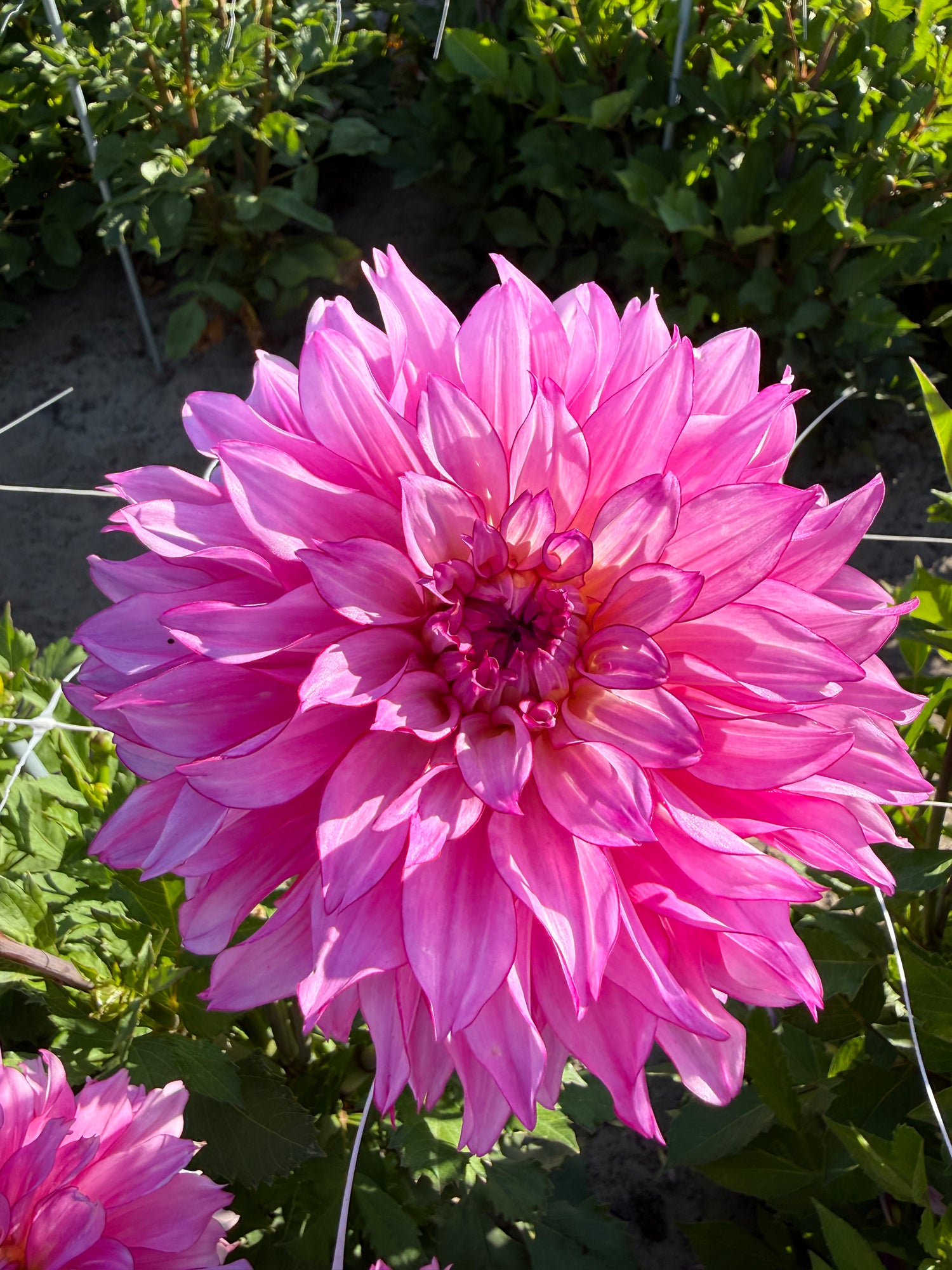 Dahlia Lizz Baaij