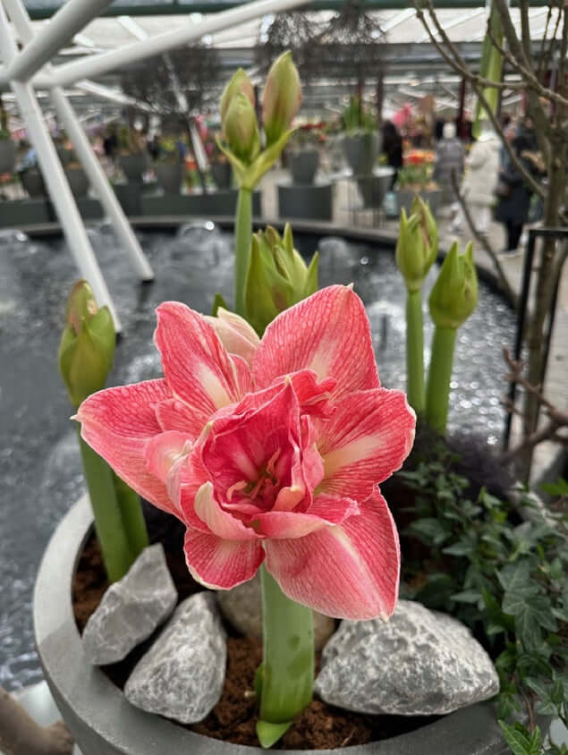 Amaryllis Lovely Nymph – Bulbs4you