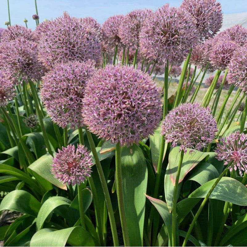 Allium Lucky Balloons