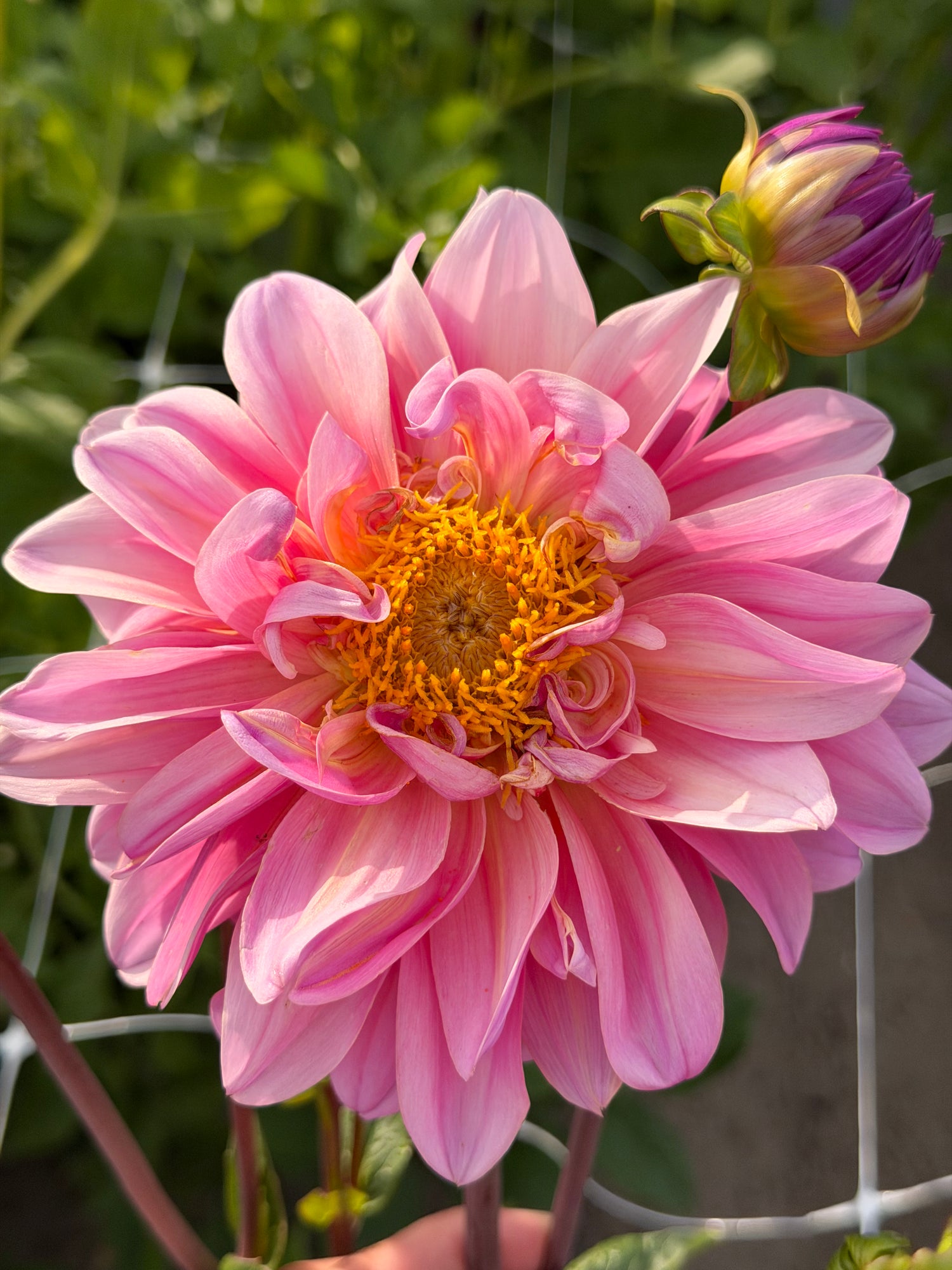 Dahlia Lucky Number