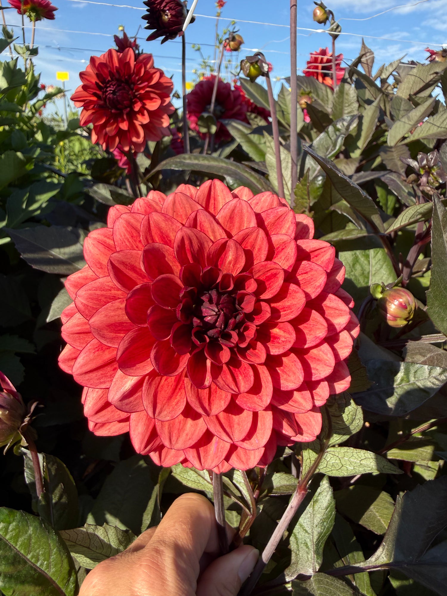 Dahlia Lunara