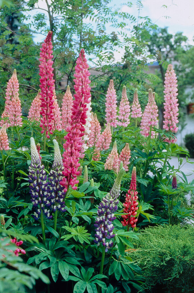 Lupinus Russel Hybriden Mix