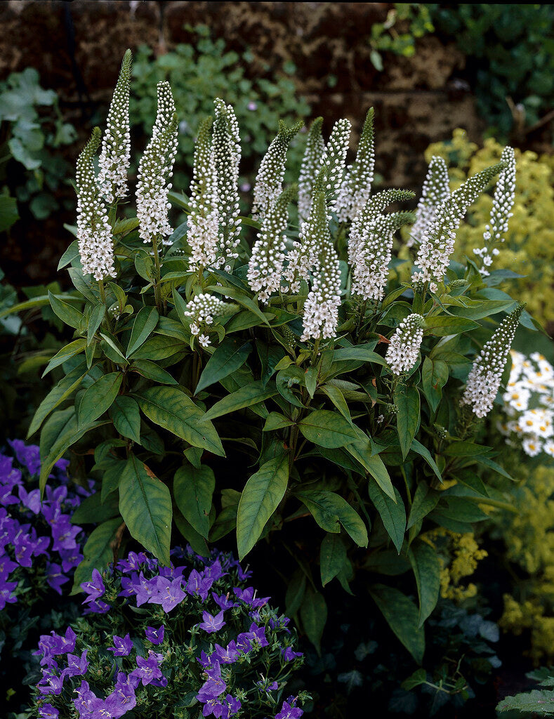 Lysimachia Clethroides