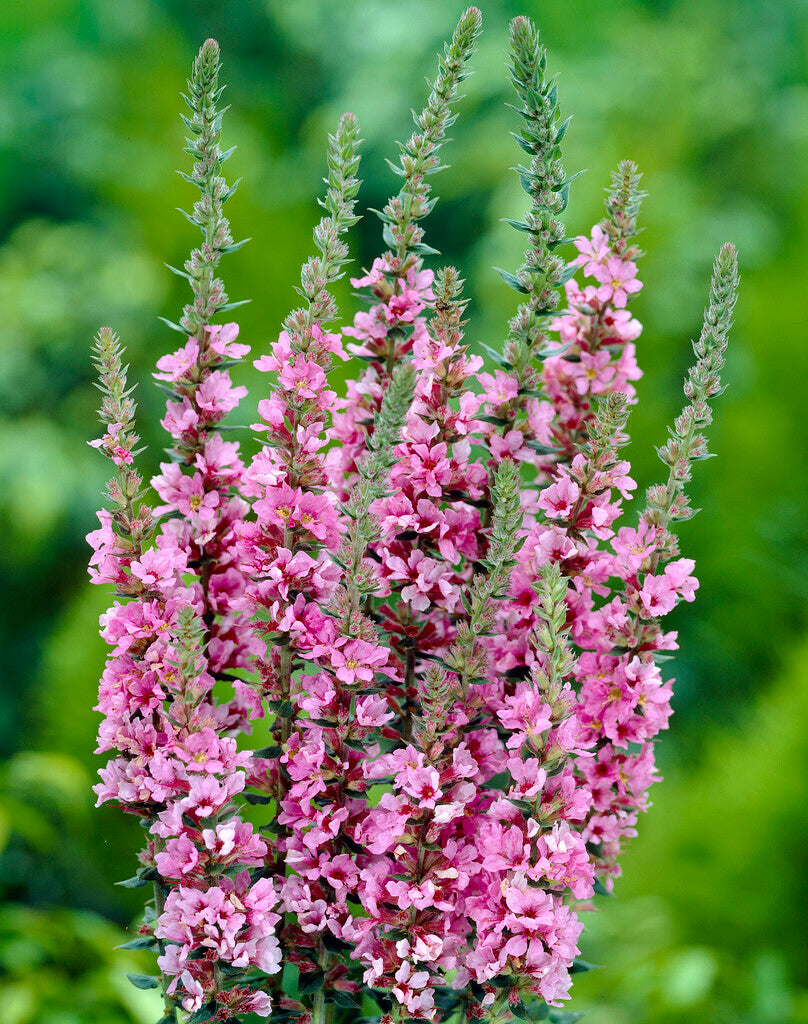 Lythrum salicaria 'Blush'