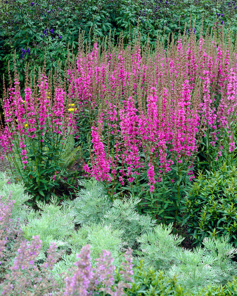 Lythrum salicaria 'Morden Pink'