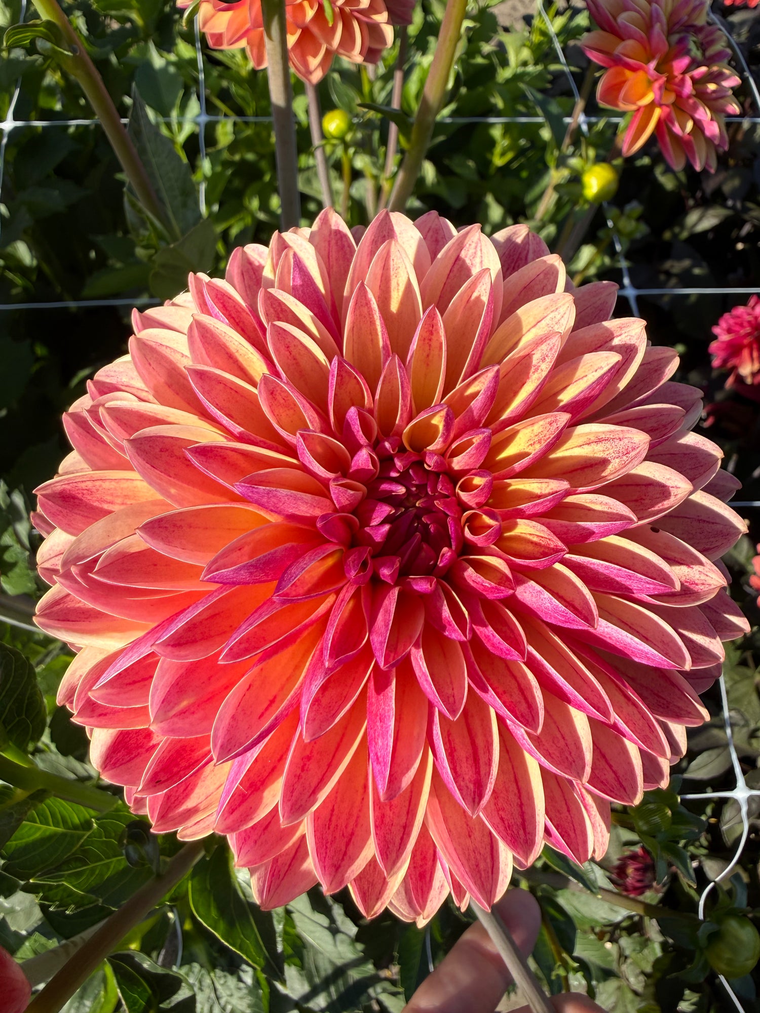 Dahlia Madame Antoinette