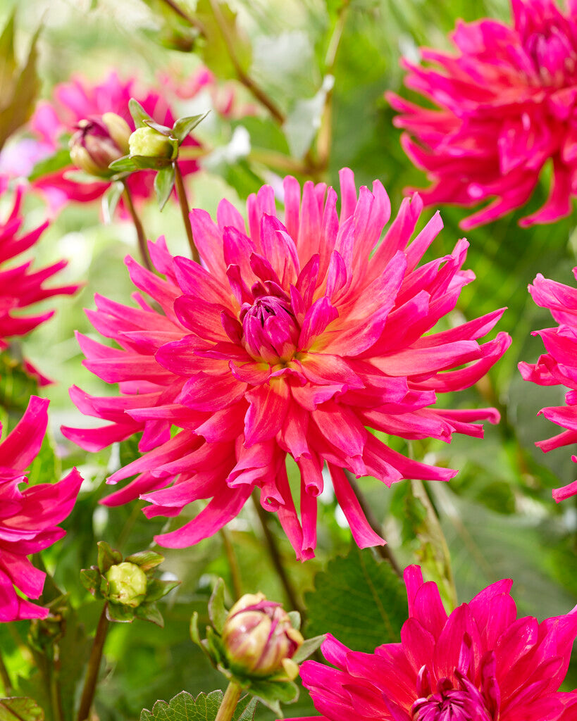 Dahlia Magenta Festival