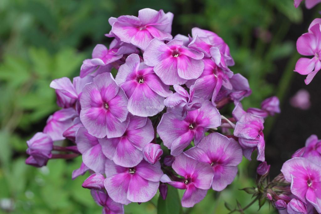 Phlox Paniculata Magic Blue