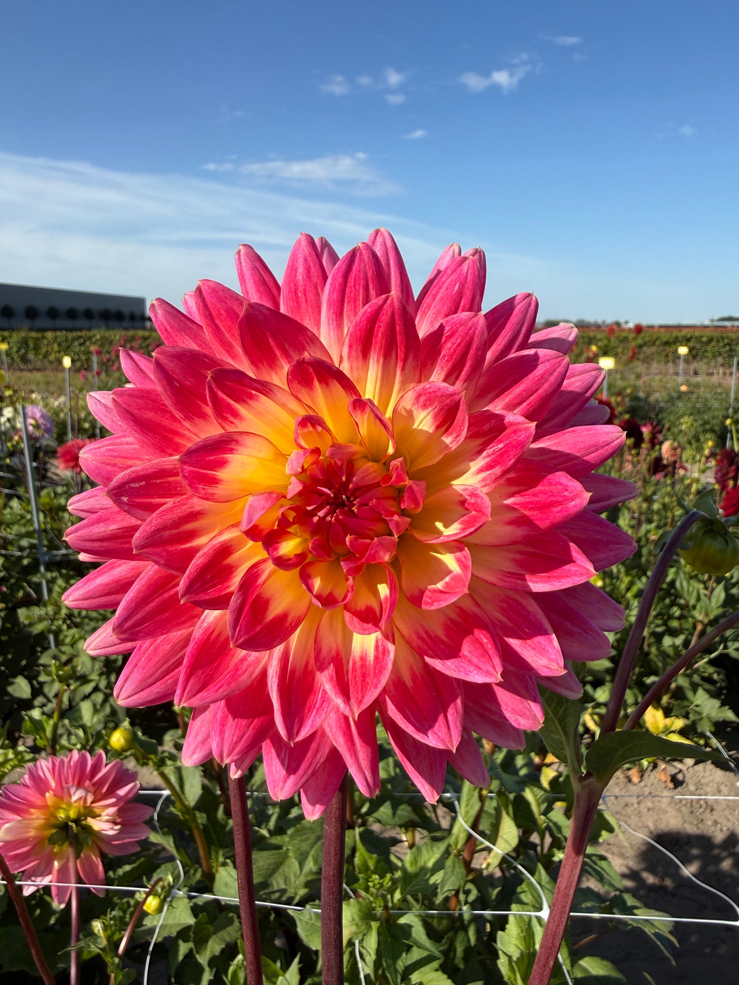 Dahlia Magic Sunrise