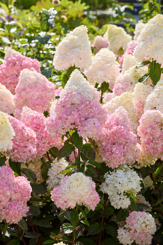Hydrangea Paniculata Magical Andes