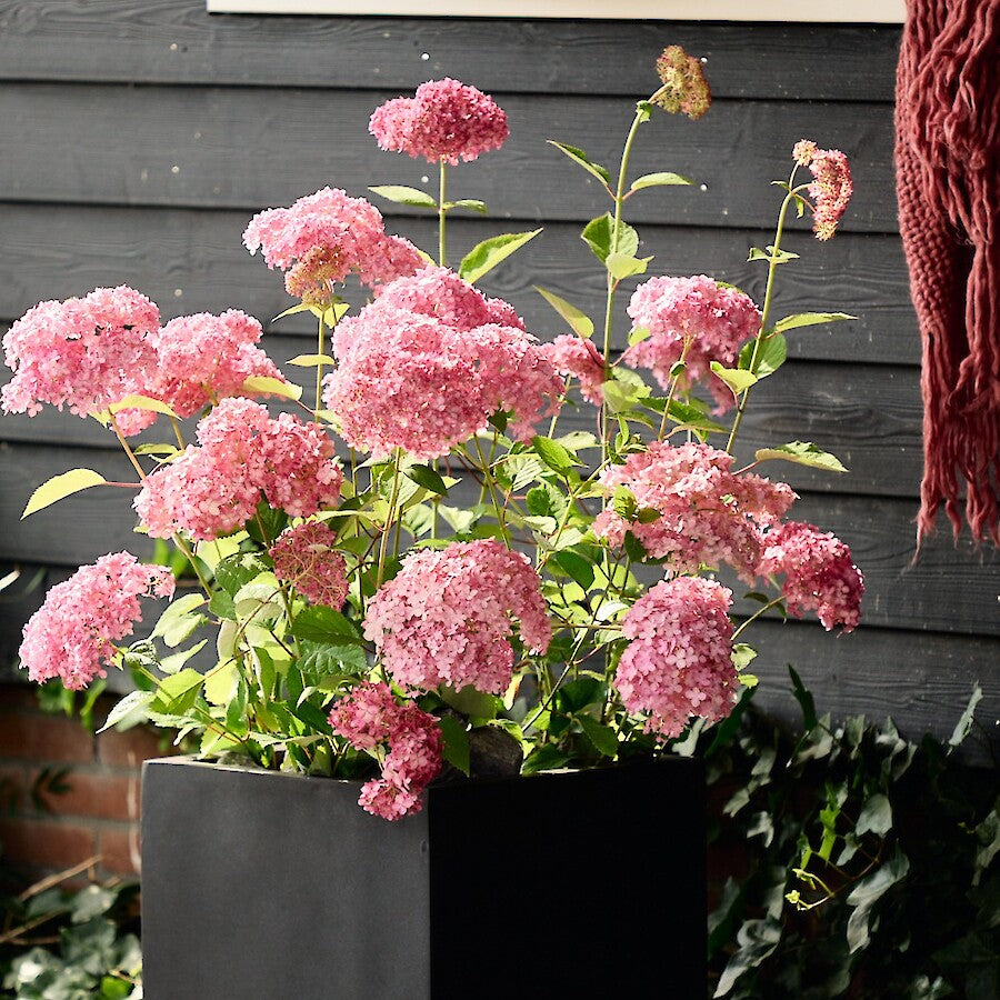 Hydrangea arborescens Magical Dark Pink