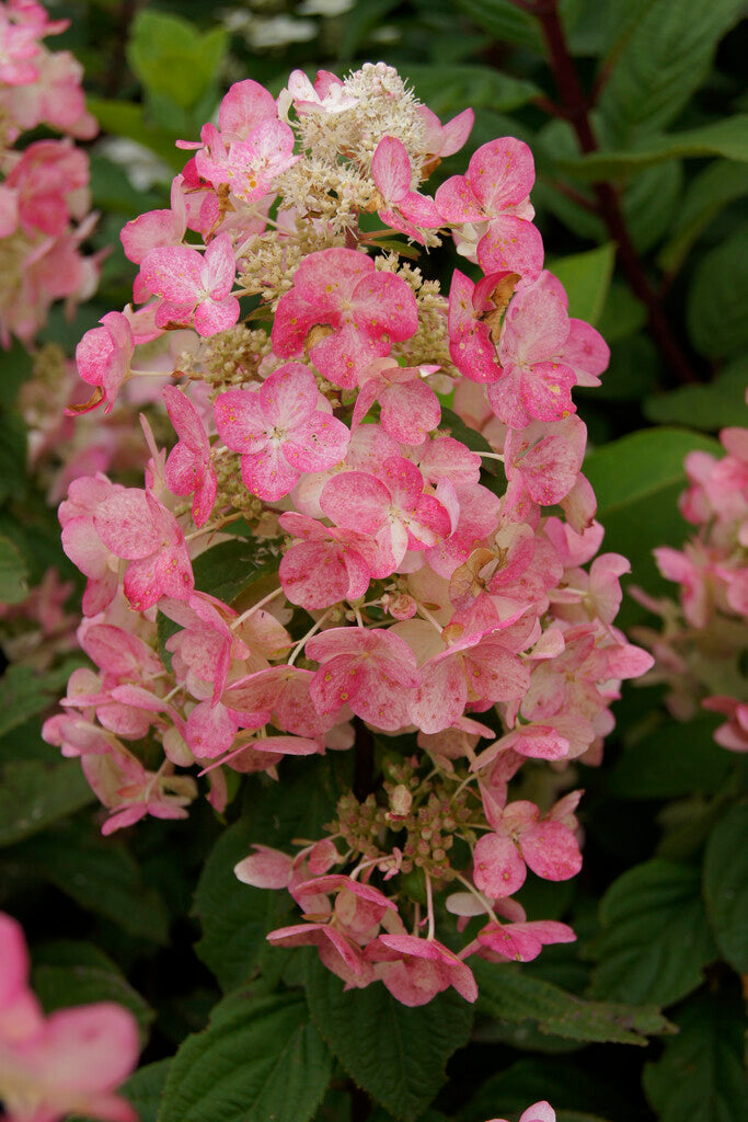 Hydrangea paniculata Magical Fire