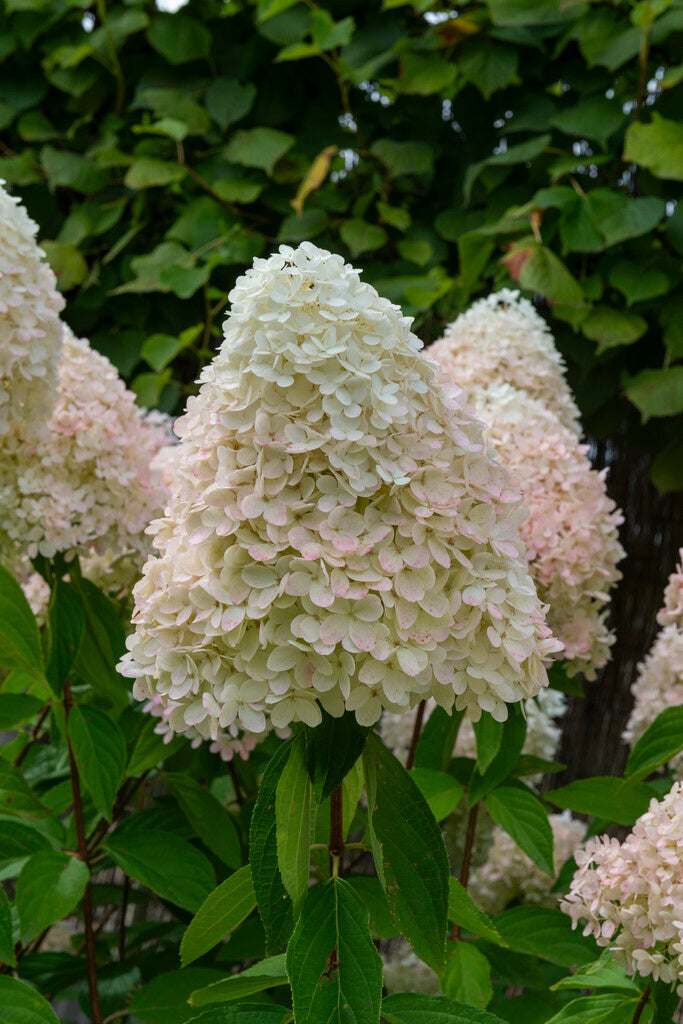 Hydrangea Paniculata Magical Sweet Summer