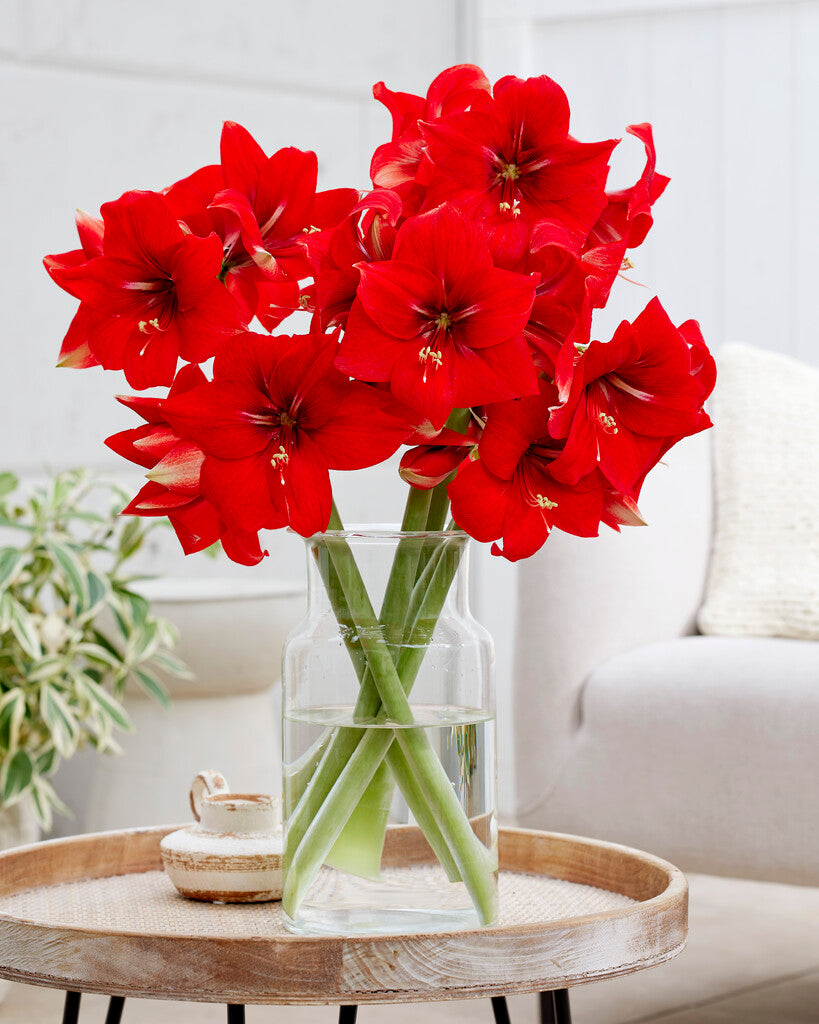 Amaryllis Magma