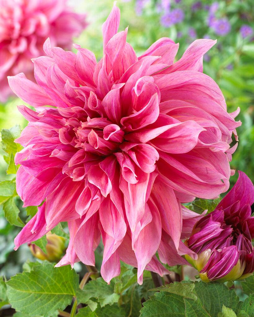 Dahlia Maki