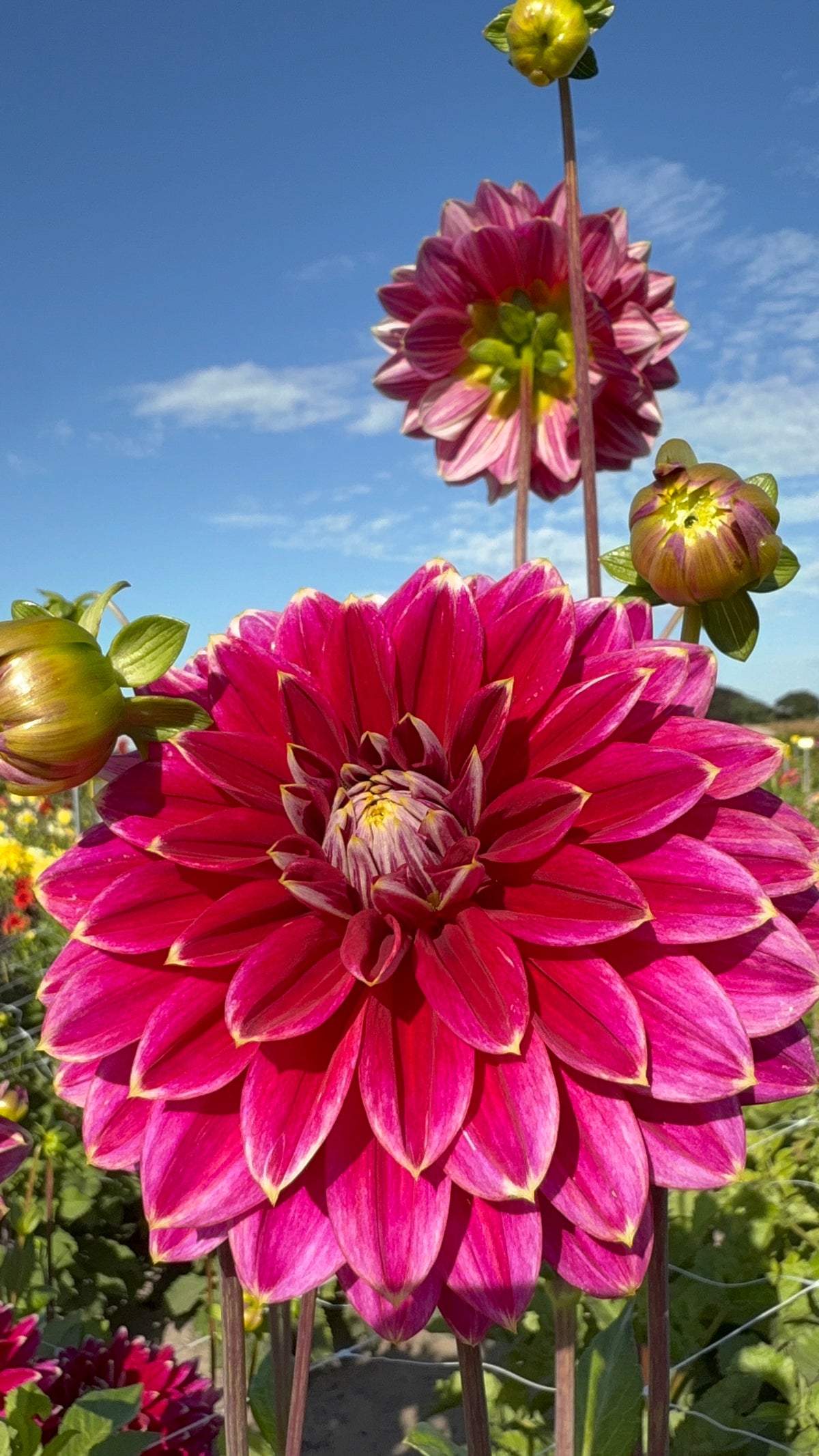 Dahlia Maldini