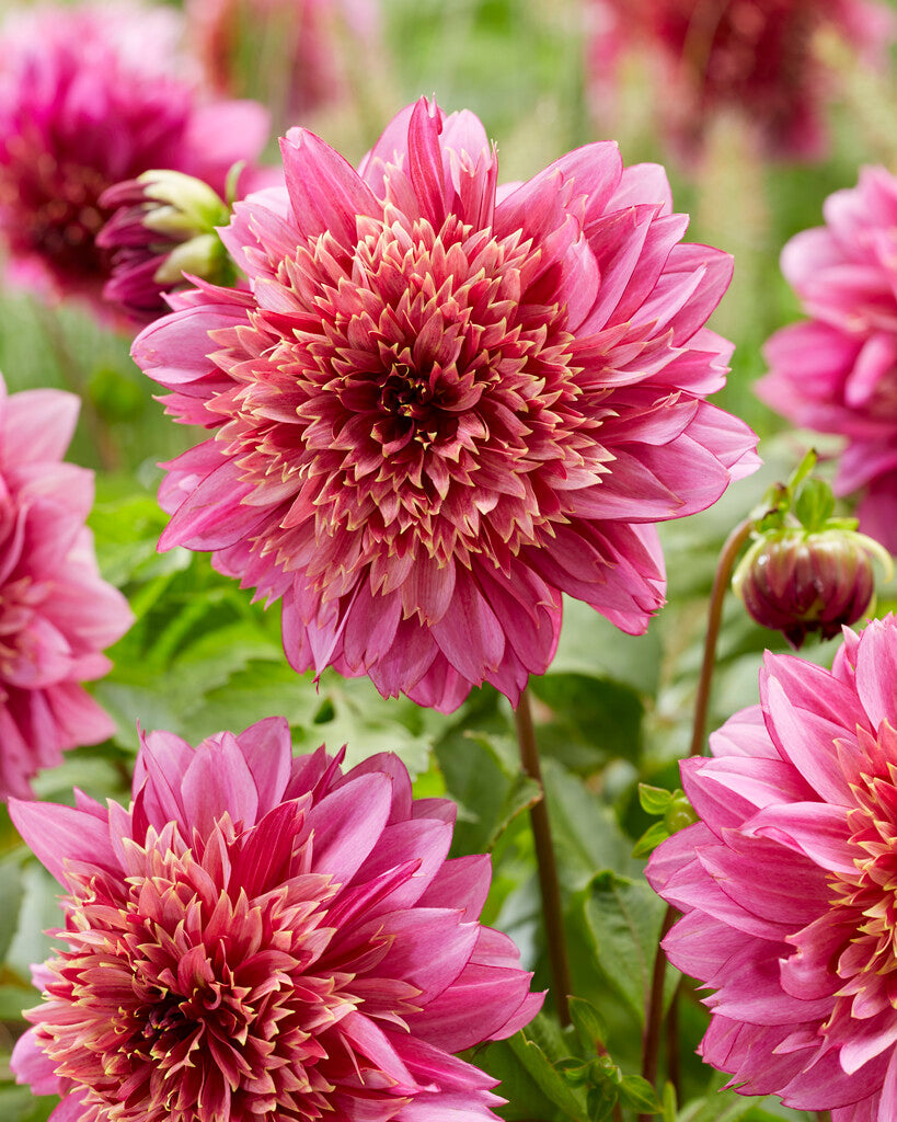 Dahlia Mambo NL