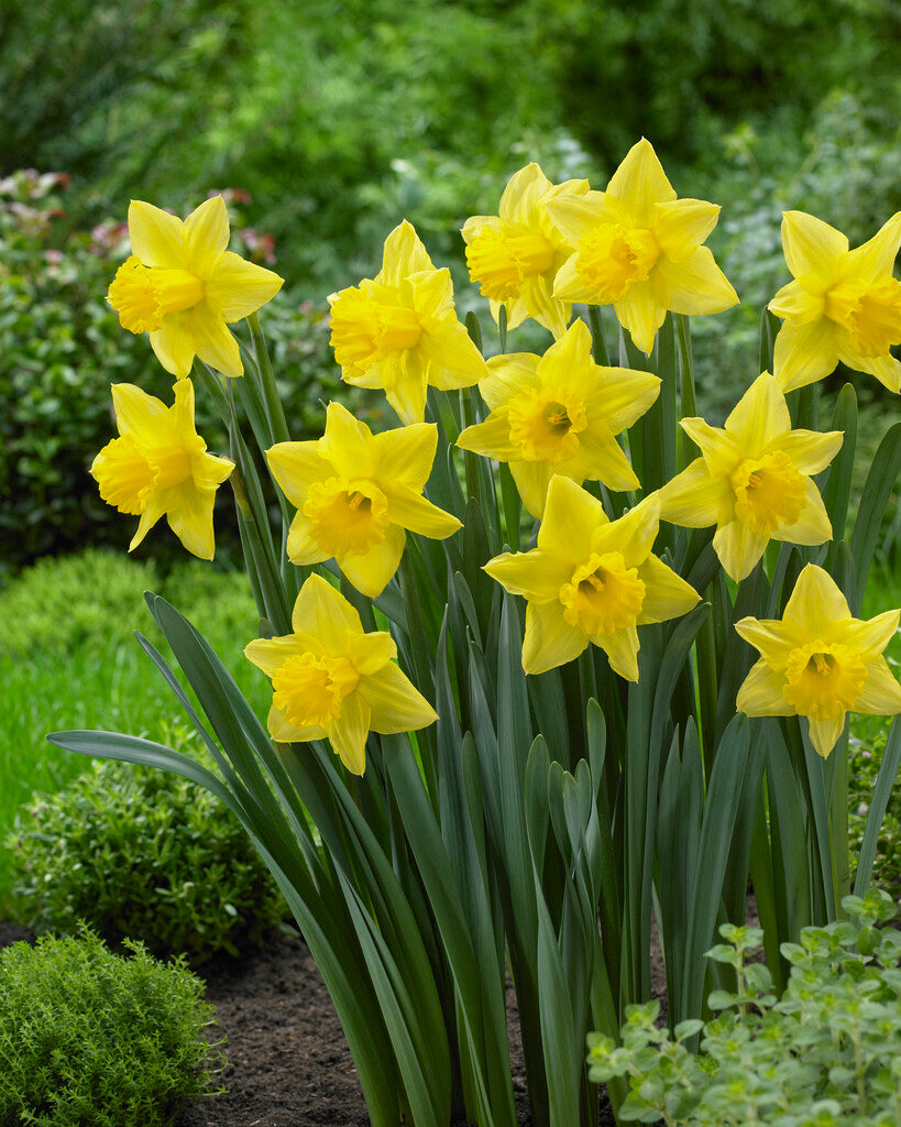 Narcissus Mando