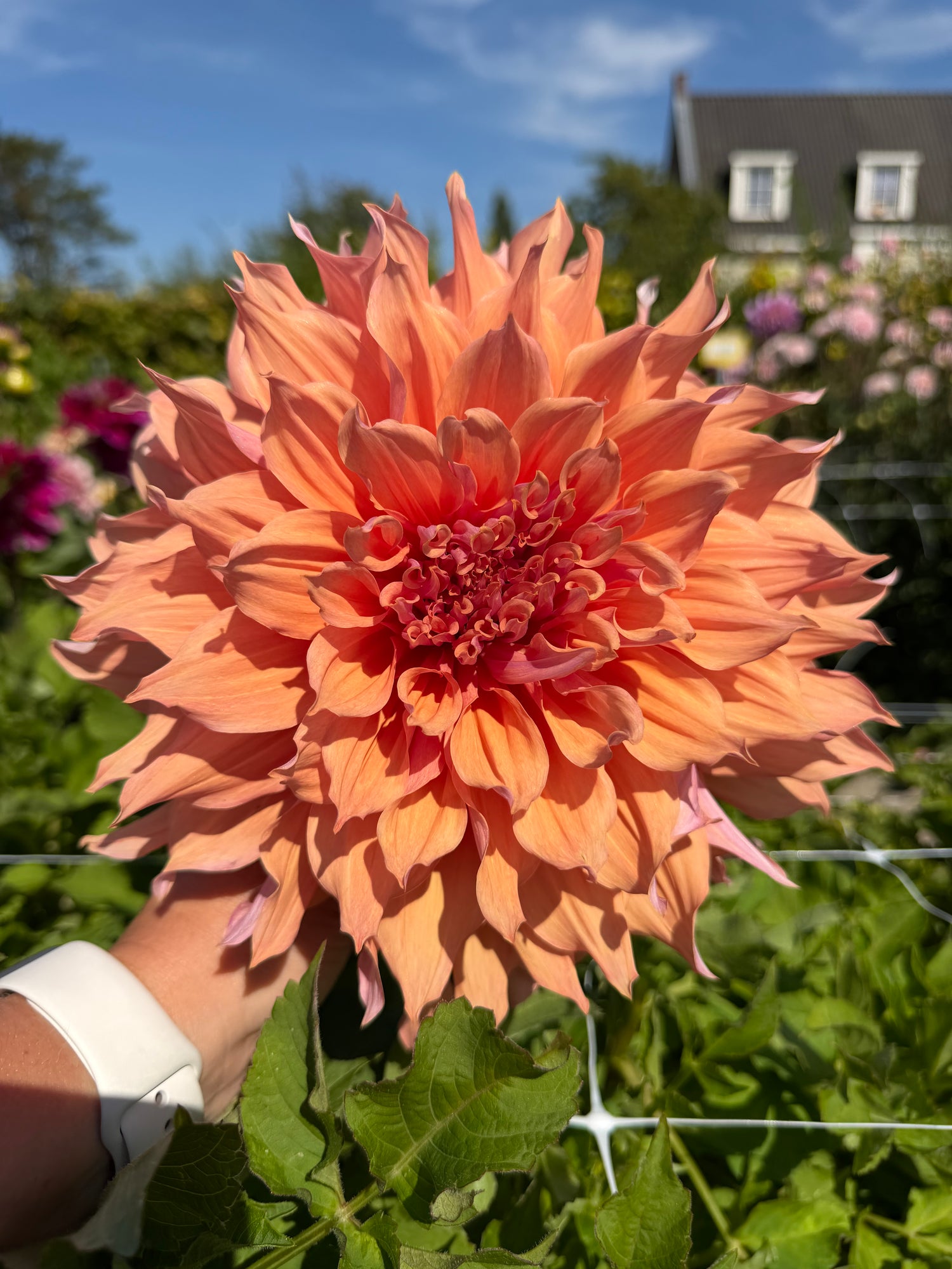 dahlia mango madness