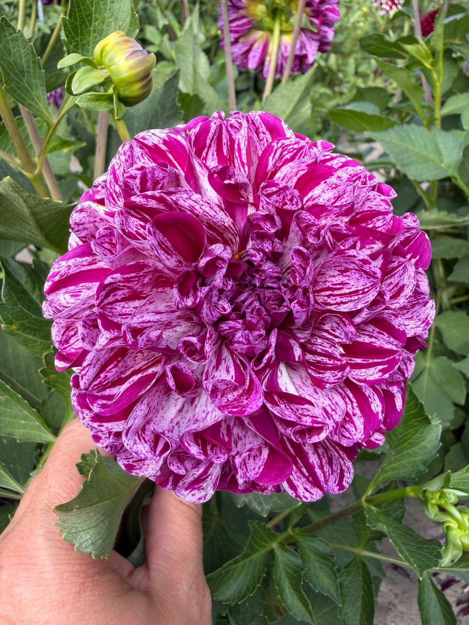 Dahlia Marble Ball