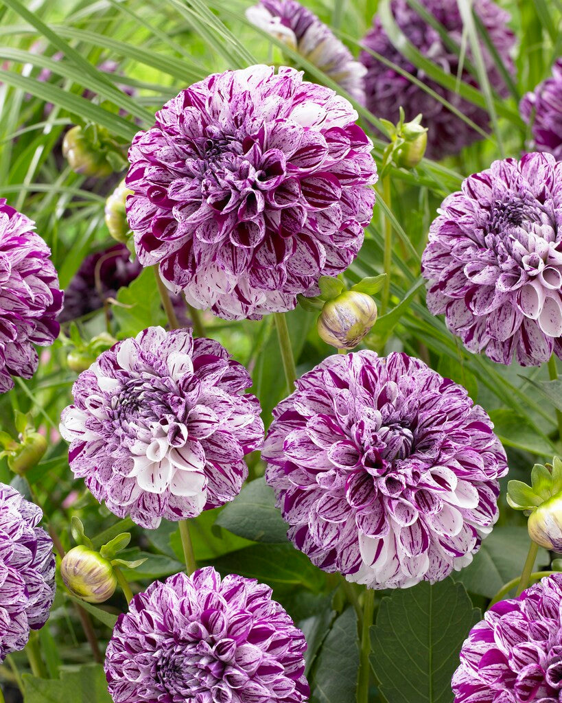 Dahlia Marble Ball