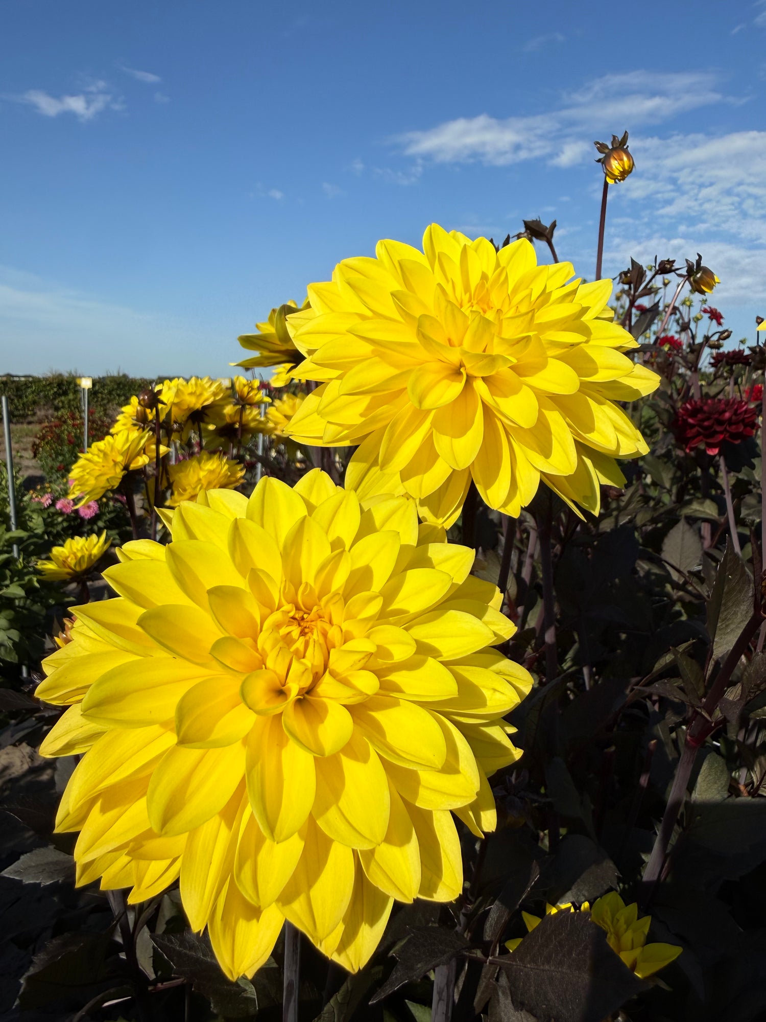Dahlia Marcel Dassault