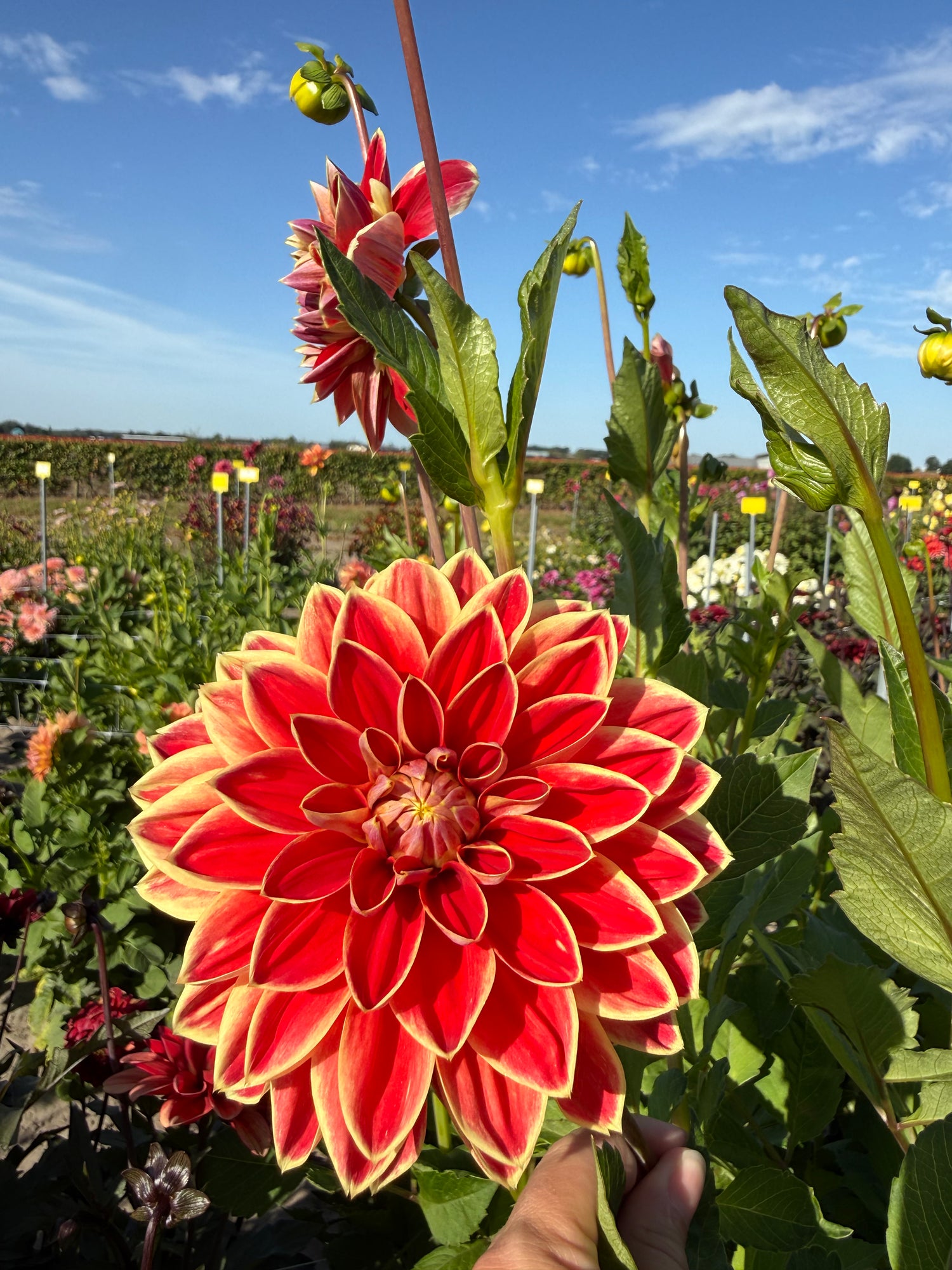 Dahlia Maria Strella