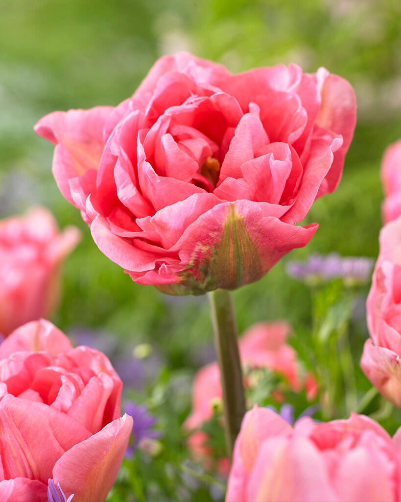 Tulipa Mariage