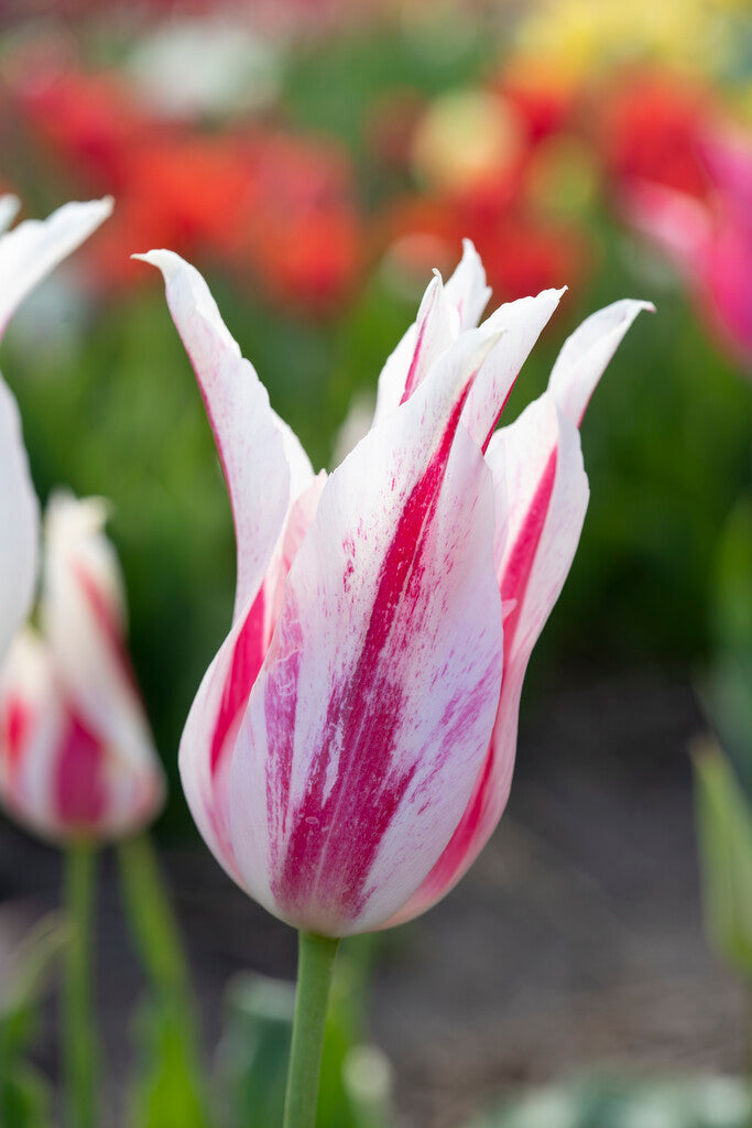 Tulipa Marilyn