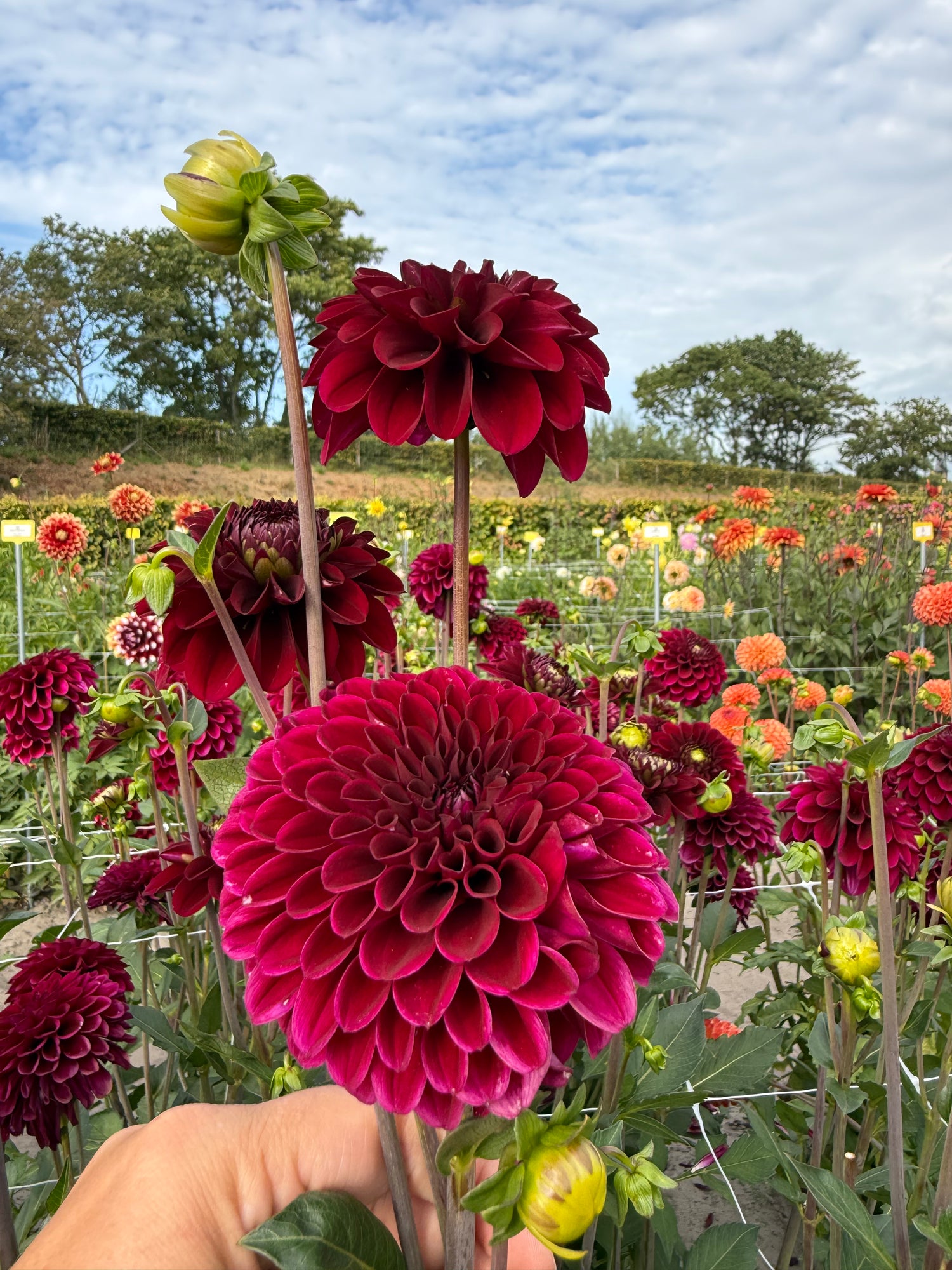 Dahlia Maroon Fox