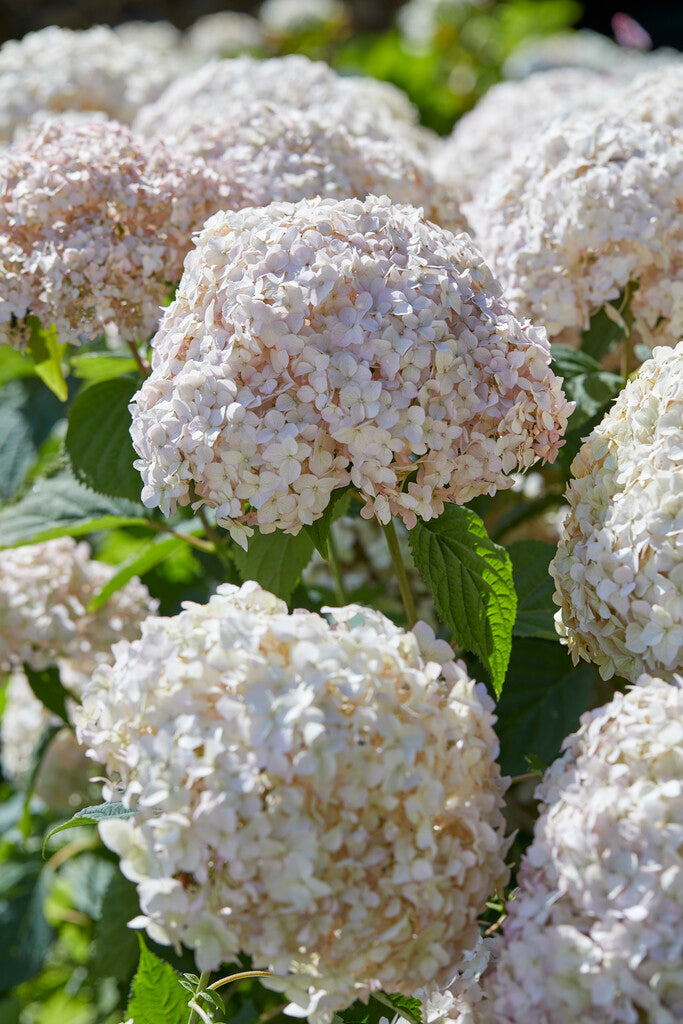 Hydrangea Arborescens Candybelle Marshmallow