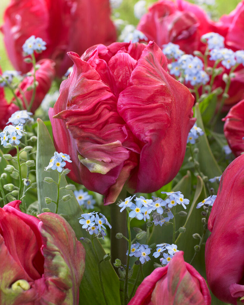 Tulipa Marvel Parrot