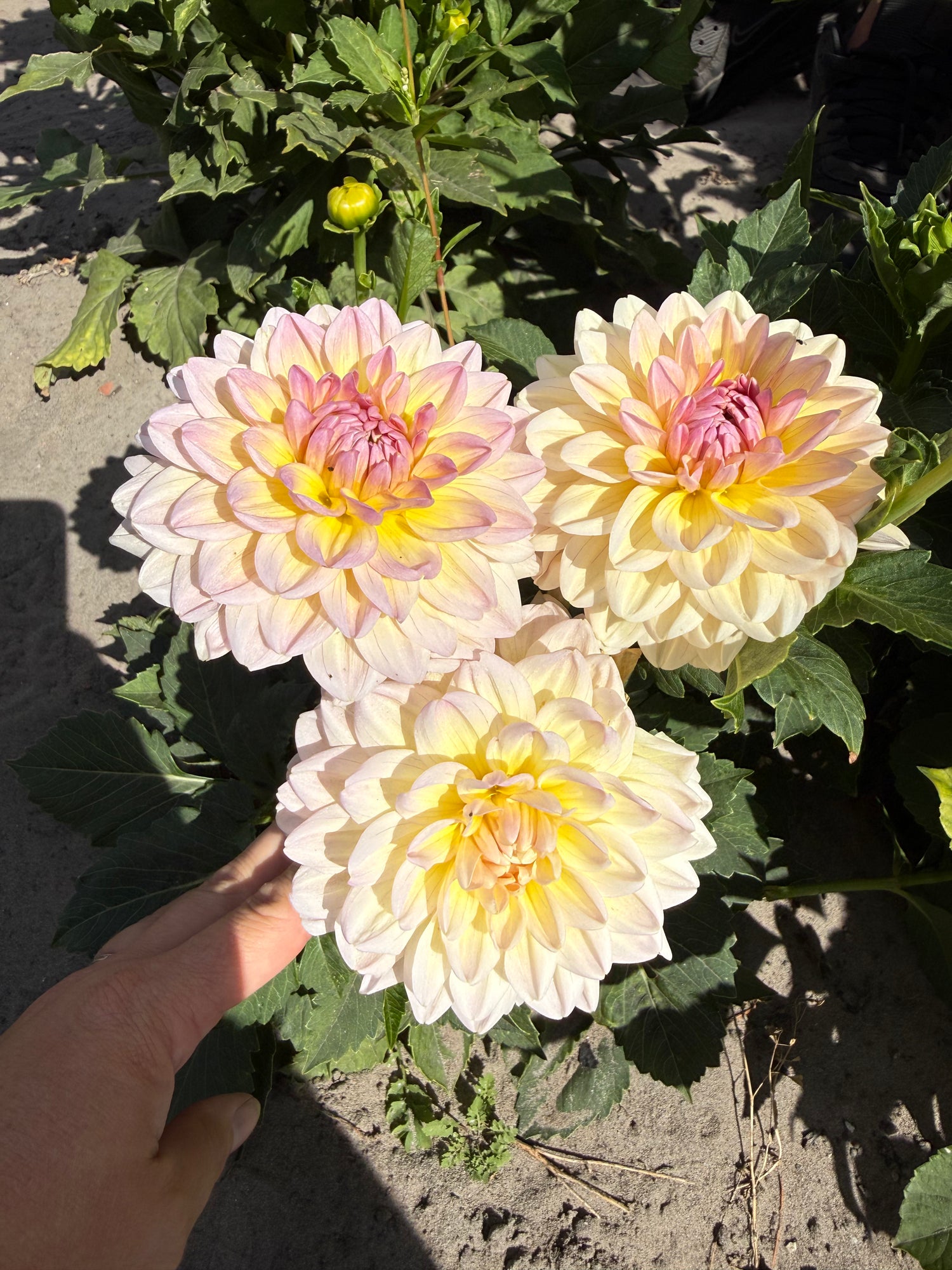Dahlia Maya