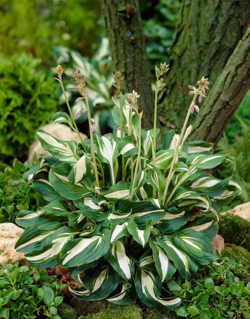 Hosta Undulata Mediovariegata