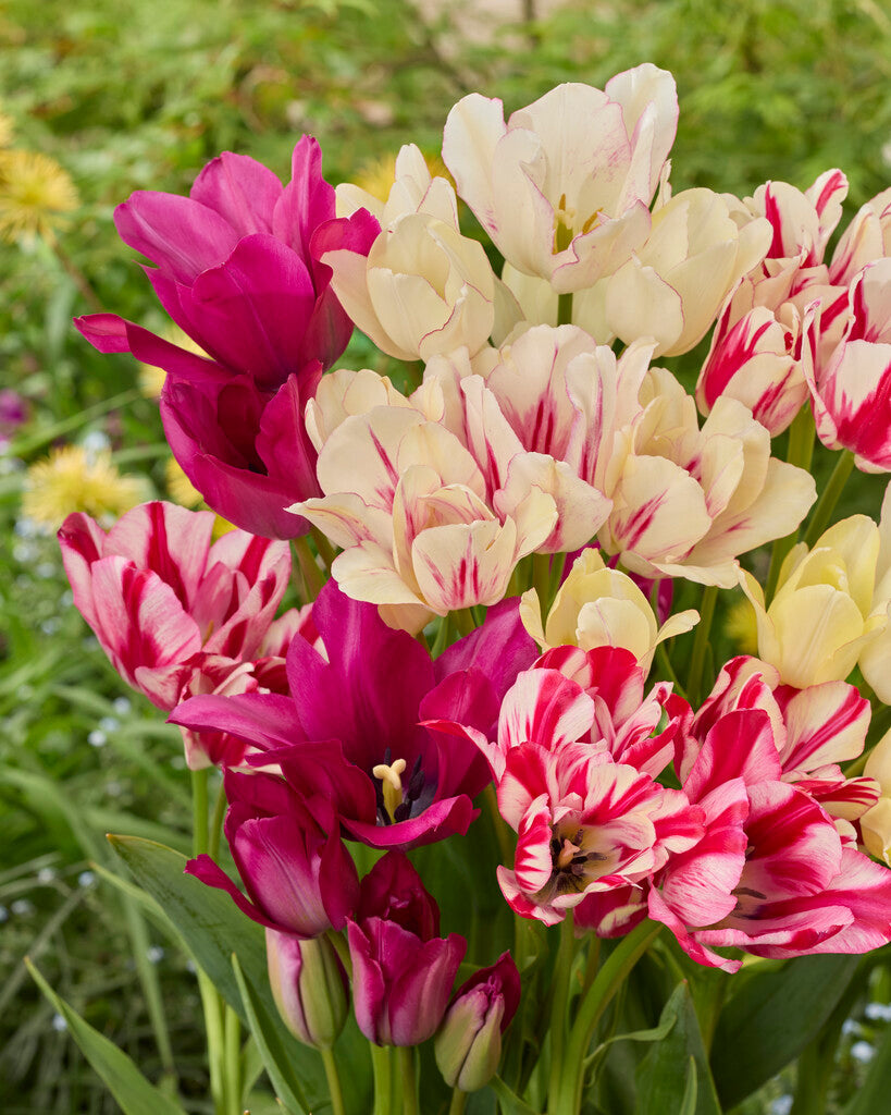 Tulipa Meerbloemig Mix