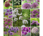 Mega Allium Collectie