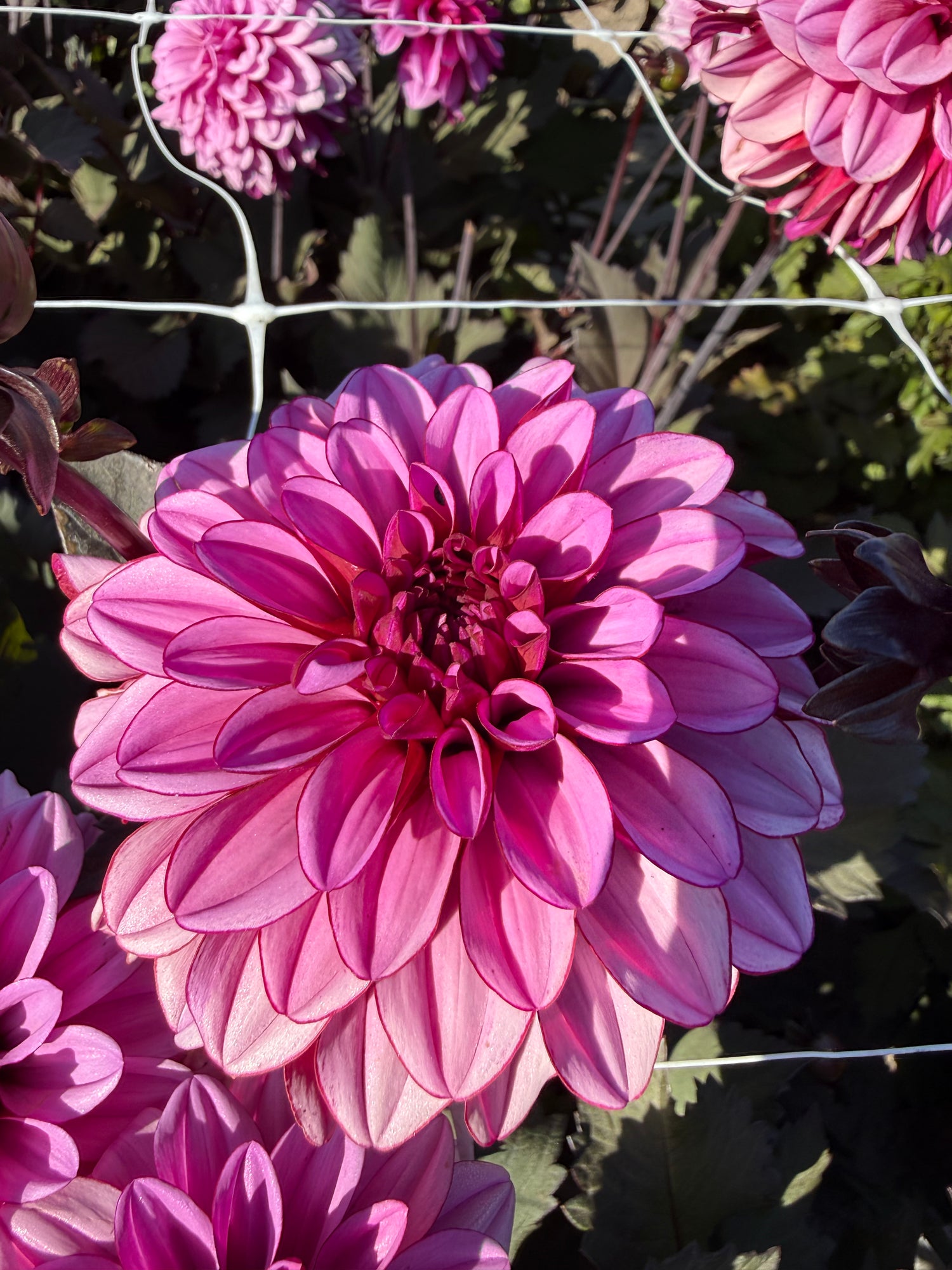 Dahlia Melissa Anna Marijke