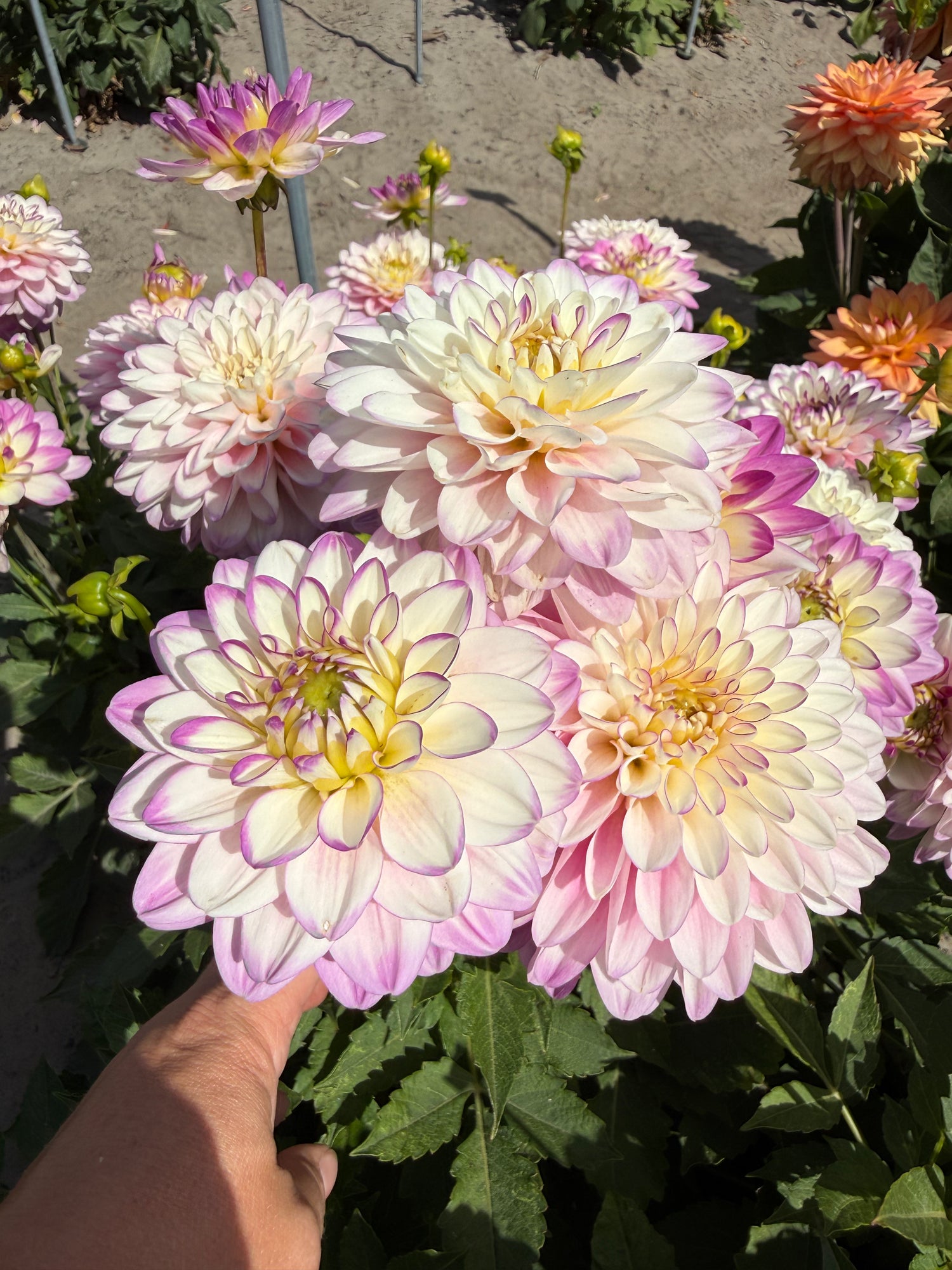 Dahlia Melody Dixie